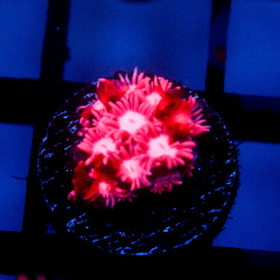 JC Pink Kraze Goni
