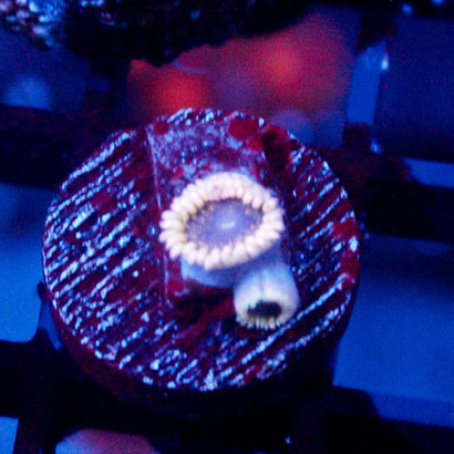 JC Mesosphere Zoanthid