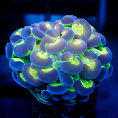 JC Hologram Hammer V1