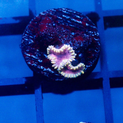 JC Golden Rim Zoanthid