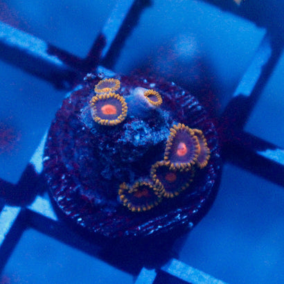 JC Jupiter Zoanthid
