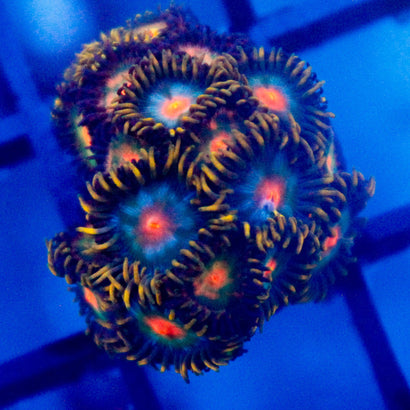 JC Saturn + Alien Blood Zoanthid