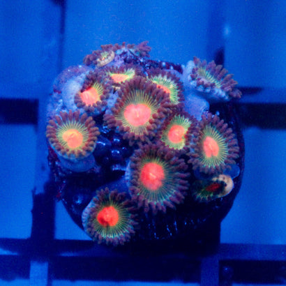 JC Alien Blood Zoanthid