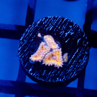 JC Rando Zoanthid