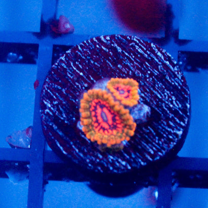 Grand Master Krakatoa Zoanthid