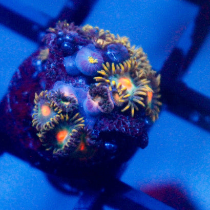 JC Saturn Zoanthid Colony