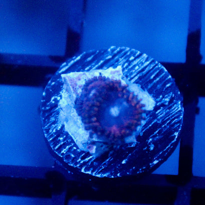 JC Blue Empress Zoanthid