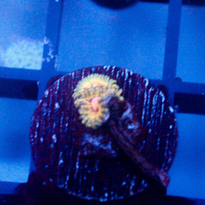 JC Rando Zoanthids