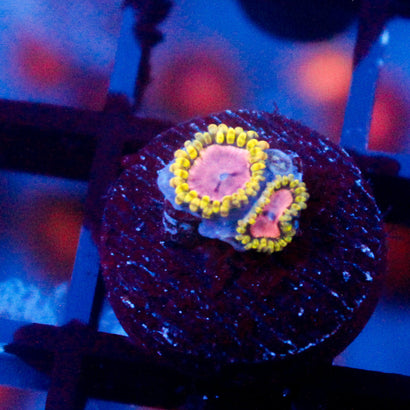 JC Purple Monster Zoanthid