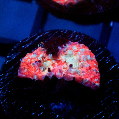 JC Valentine's Blunder Chalice