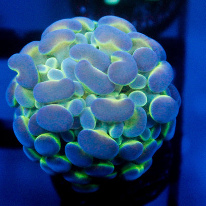 JC Ultra Hologram Hammer