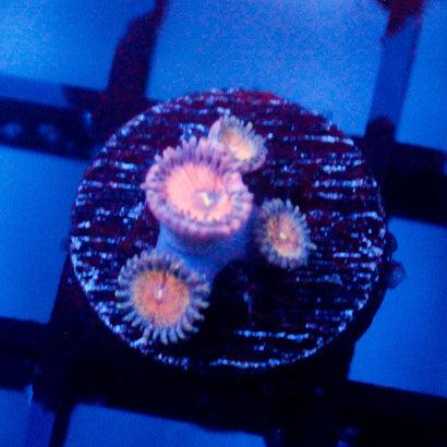 JC Amber Bliss Zoanthid