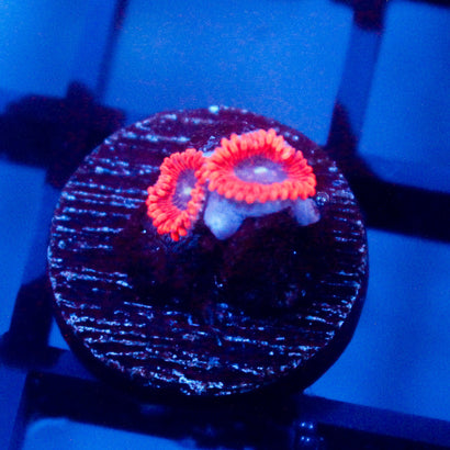 JC Typhloshion Zoanthid