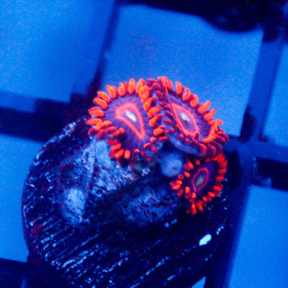 JC Red Hornet Zoanthid