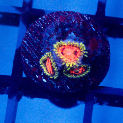 JC Rainbow incinerator Zoanthid