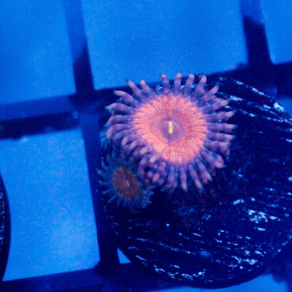 JC Amber Bliss Zoanthid