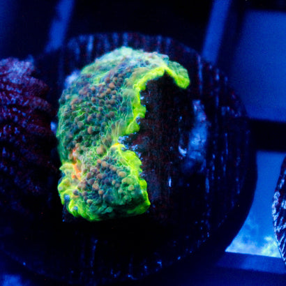 JC Highlighter Chalice