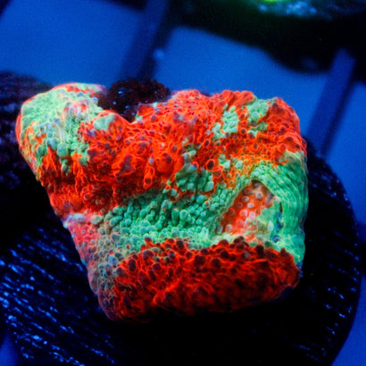 JC Two Faced Chalice