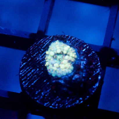 Neptune's Bounce Mushroom Baby