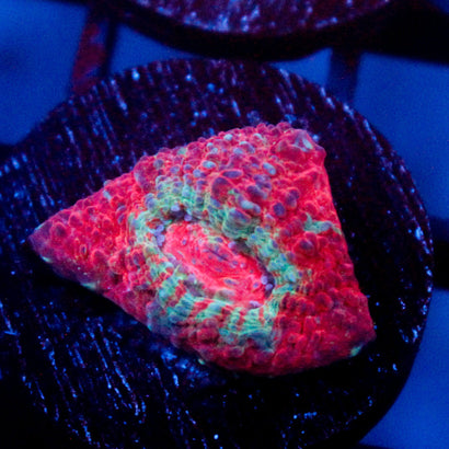 JC Blue Shock Chalice