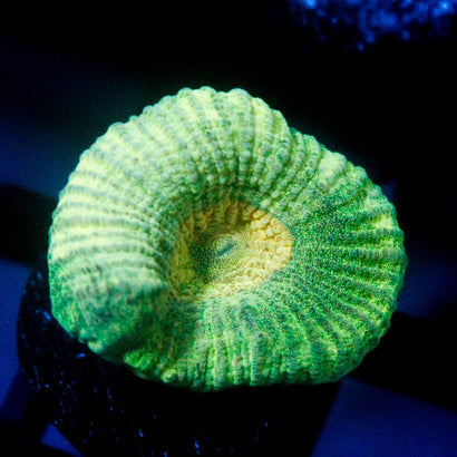 JC Neon Green Favia