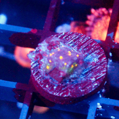 John Deere Psammocora