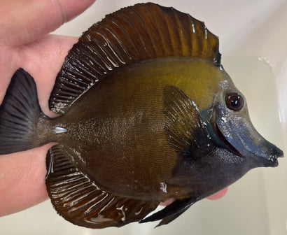 Blue Face Koi Tang WYSIWYG