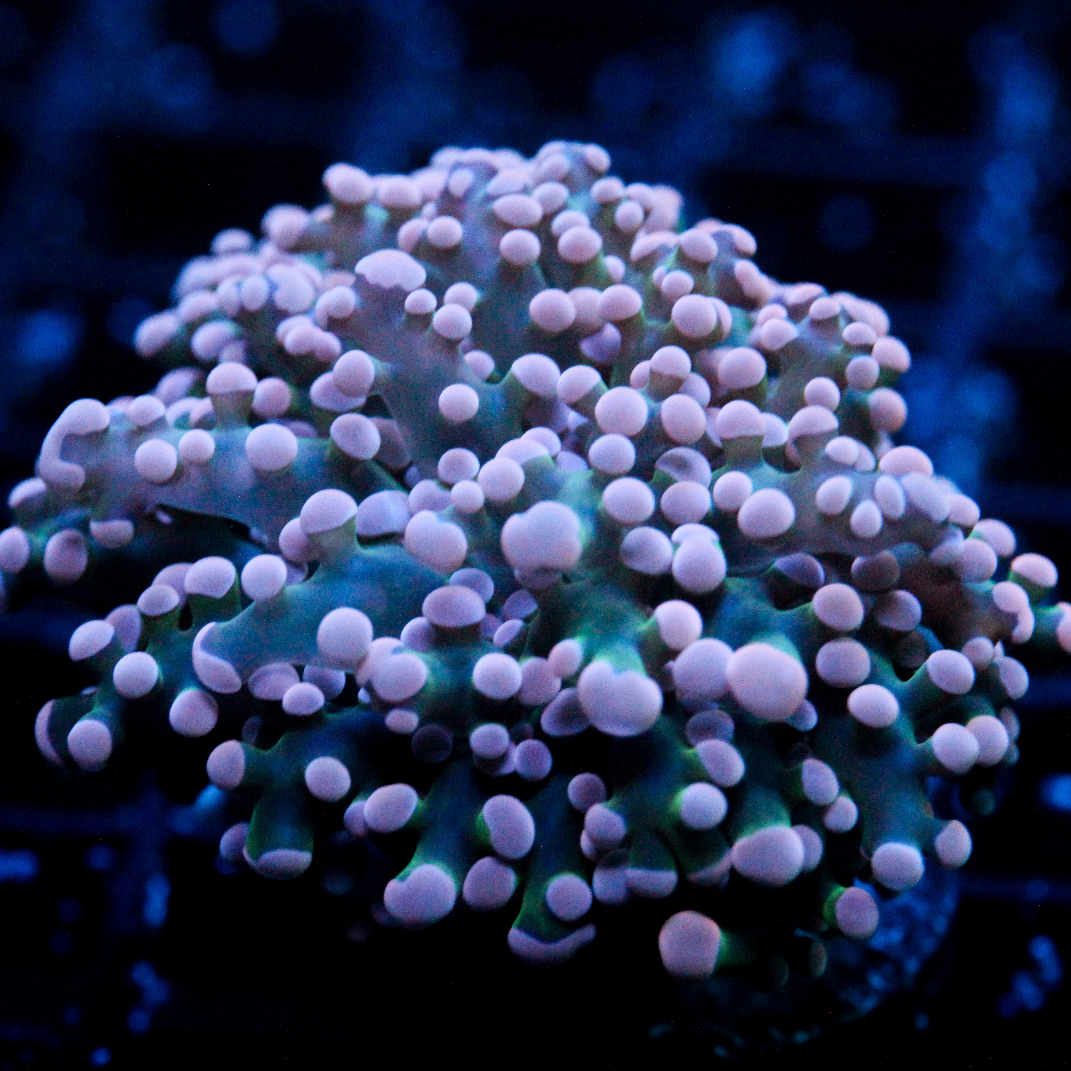 JC Pink Tip Octo