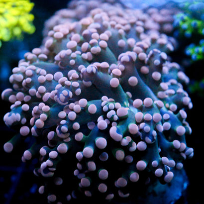 JC Pink Tip Octo