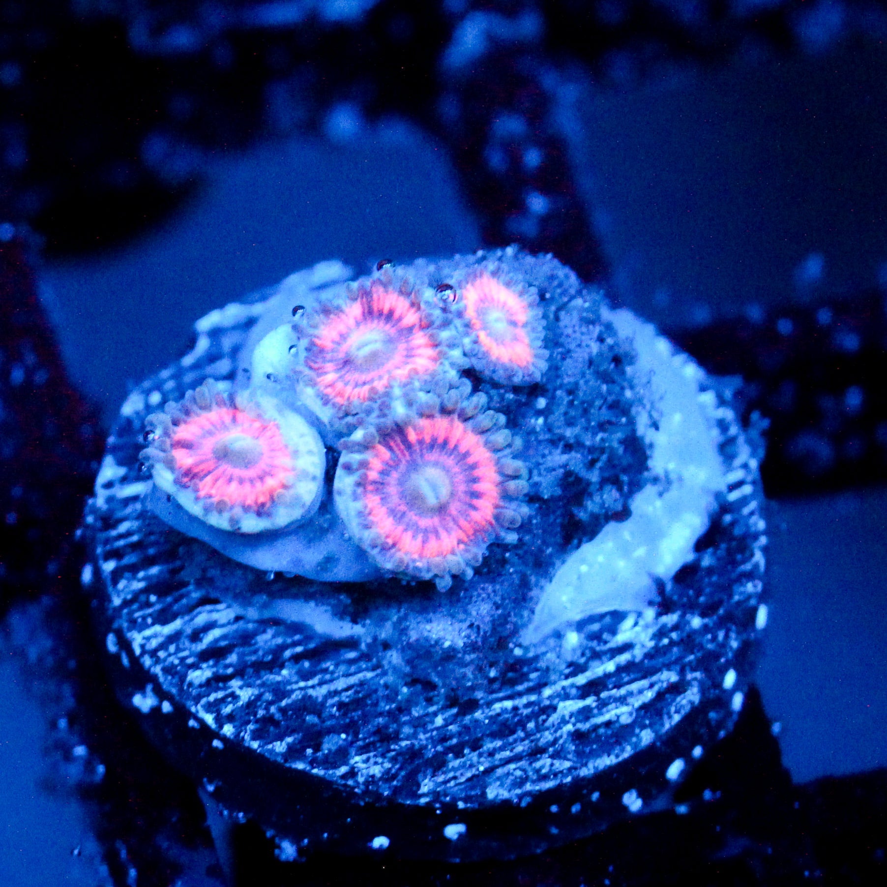 JC Armageddon Zoanthid