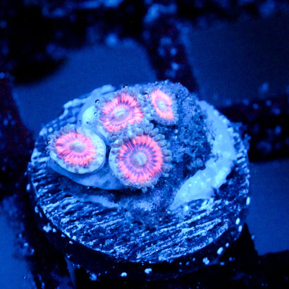 JC Armageddon Zoanthid