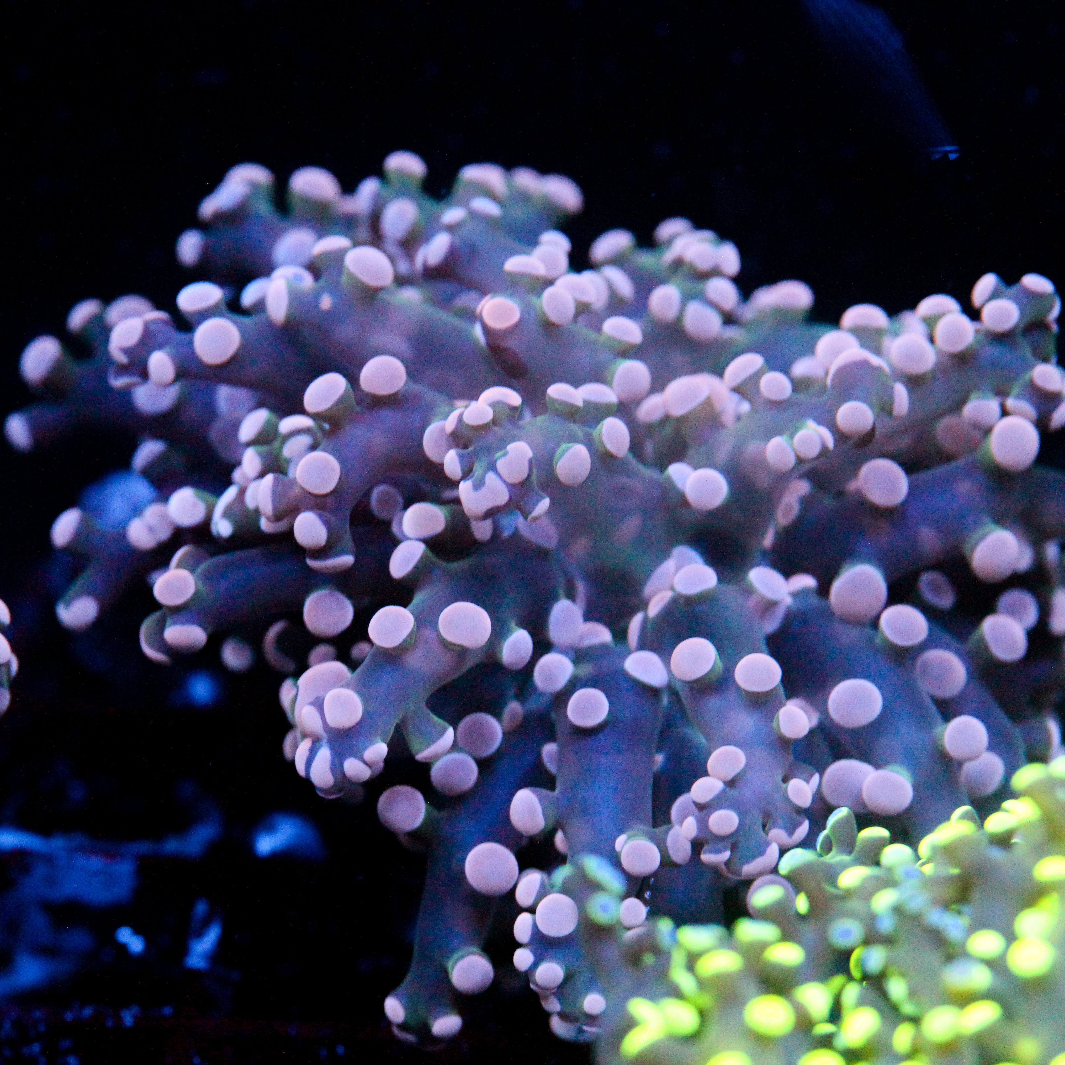 JC Pink Octo