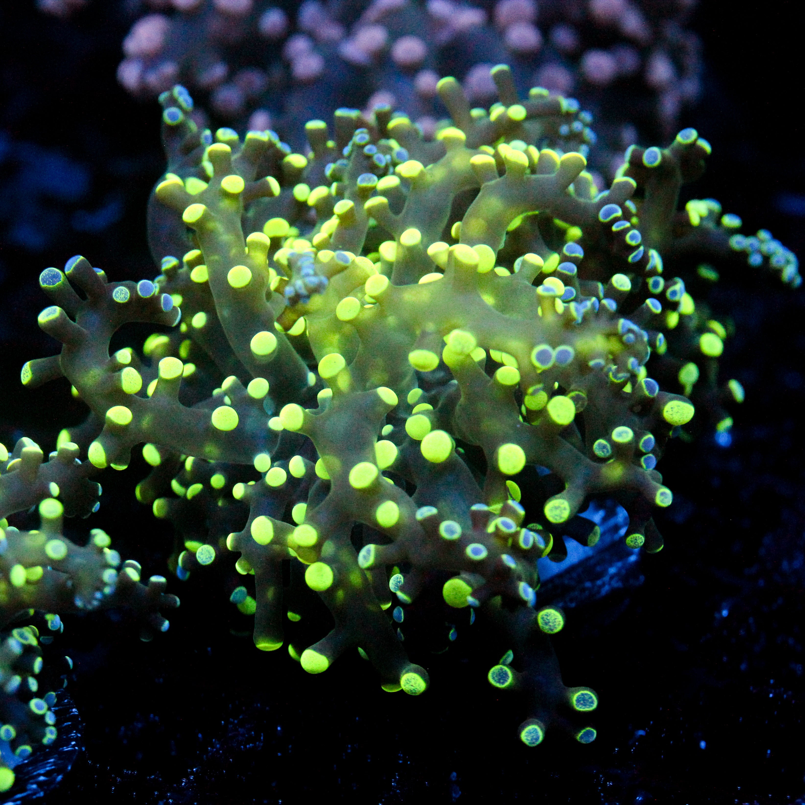 JC Splatter Octo