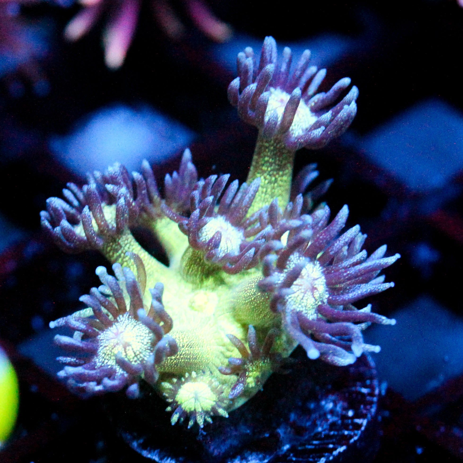 JC Glistering Melon Glitter Goni