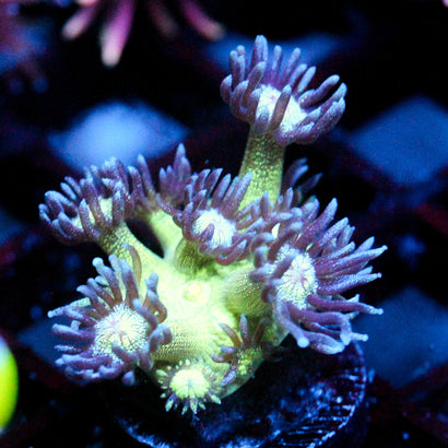 JC Glistering Melon Glitter Goni