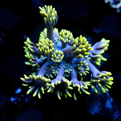 JC Blue Jazz Goni (Last one)