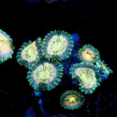 JC Hawaiian Ding Dang Zoanthid