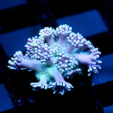 JC Pastel Garden Goni