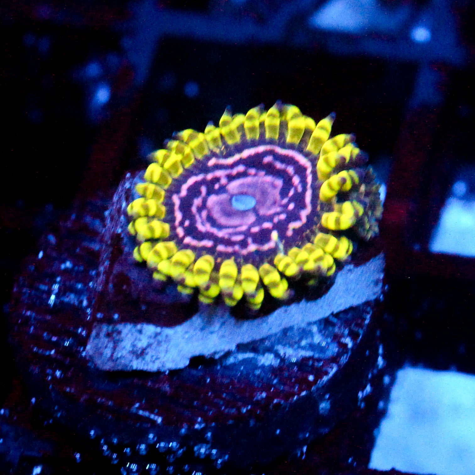 JC Purple Monster Zoanthid