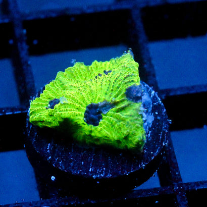 JC Sour Skittles Favia