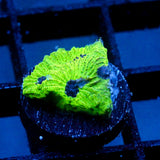 JC Sour Skittles Favia