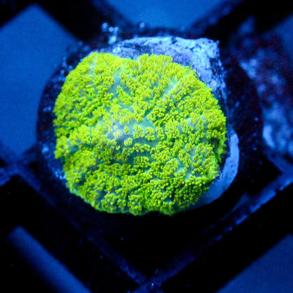 JC Neon Green Rhodactis