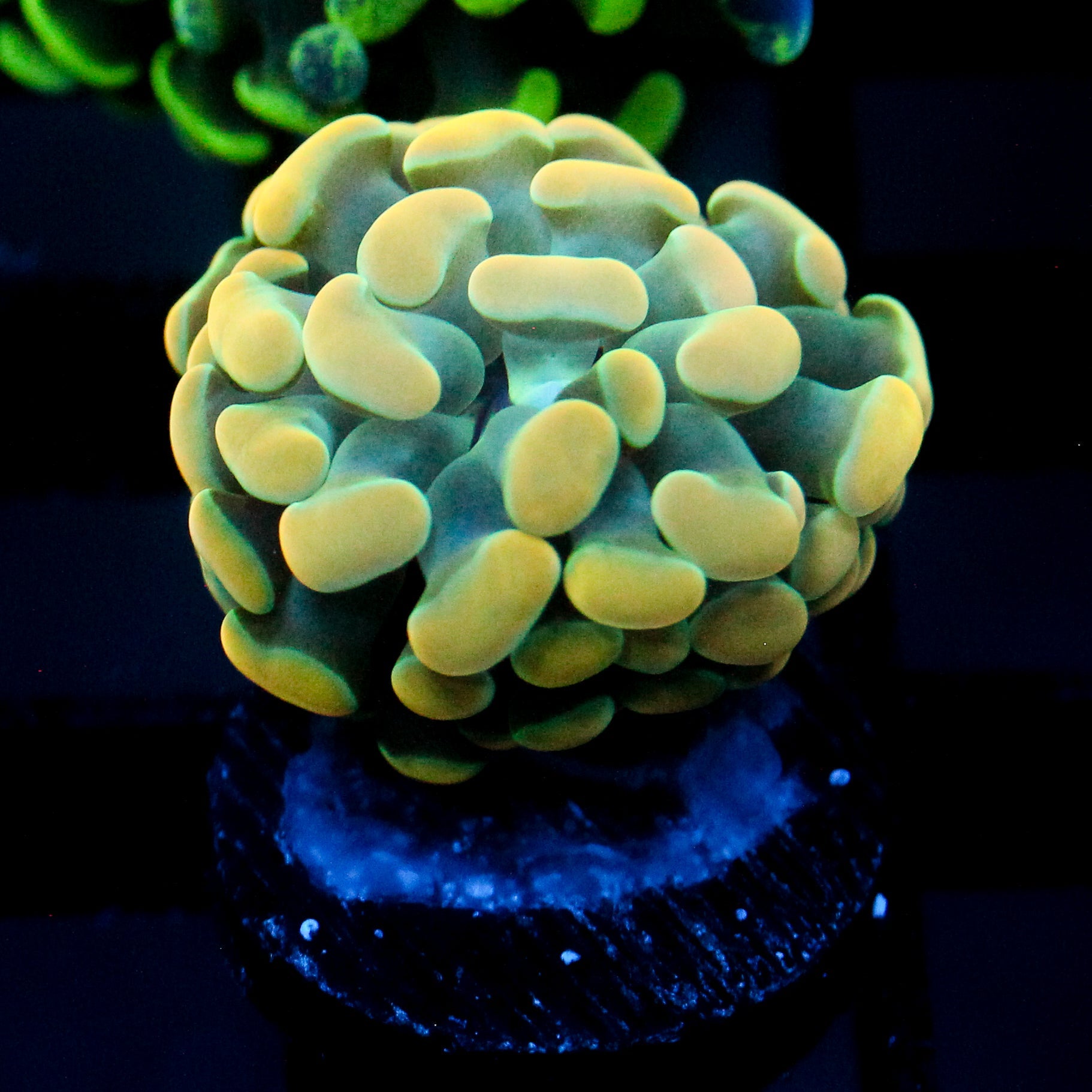 JC Golden Cream Hammer