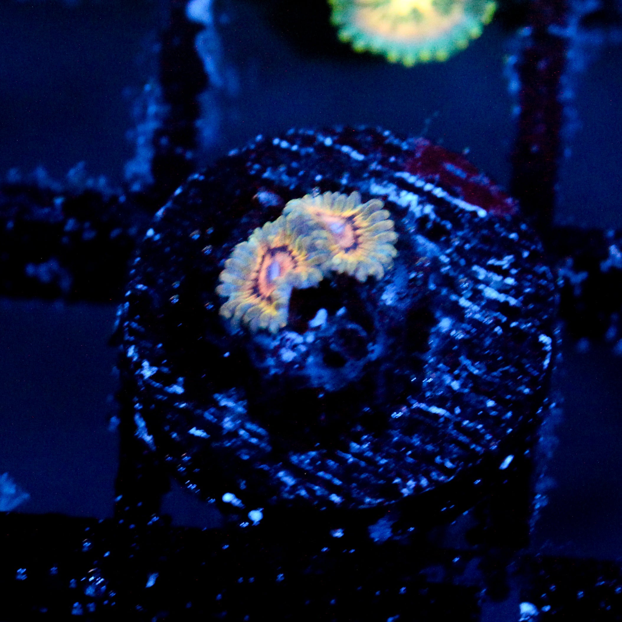 JC Oceanside Zoanthid