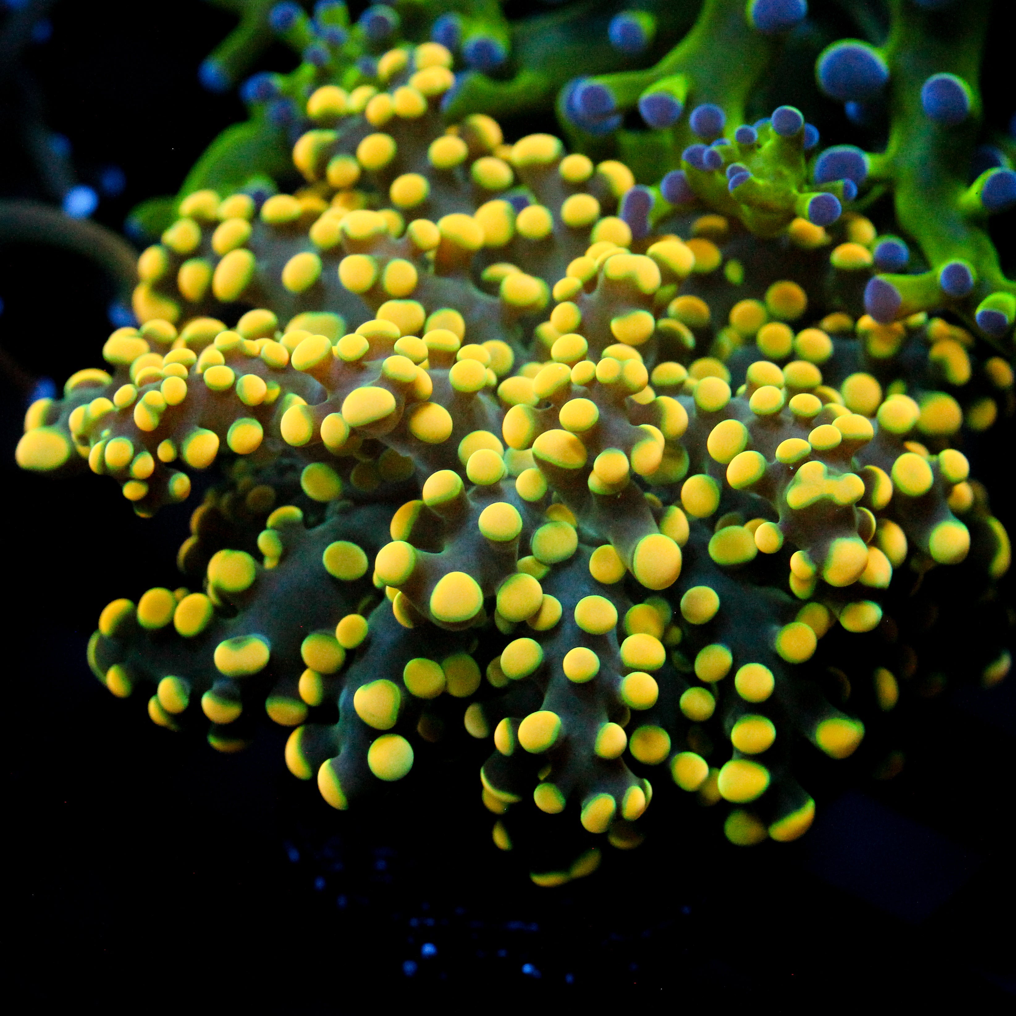 JC True Yellow Octo (last one)