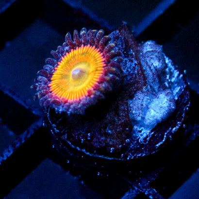 JC OG Sunny D Zoanthid