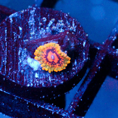 JC Grand Master Krakatoa Zoanthid