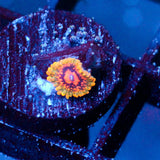 JC Grand Master Krakatoa Zoanthid