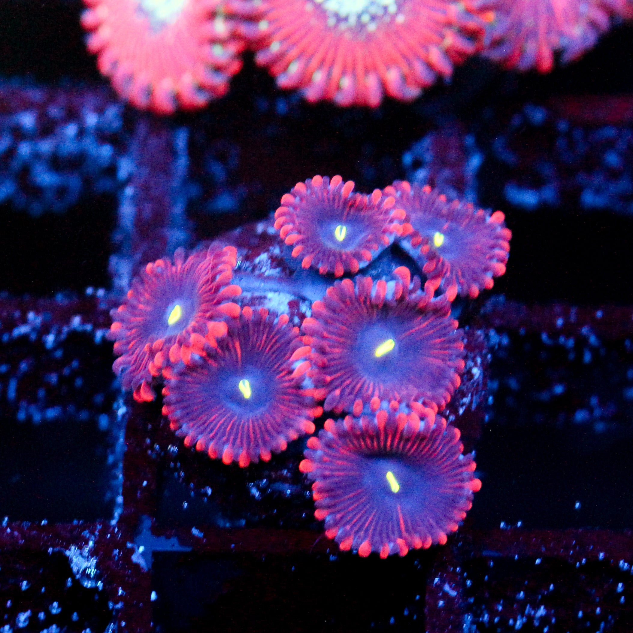JC Purple People Eater Zoanthid