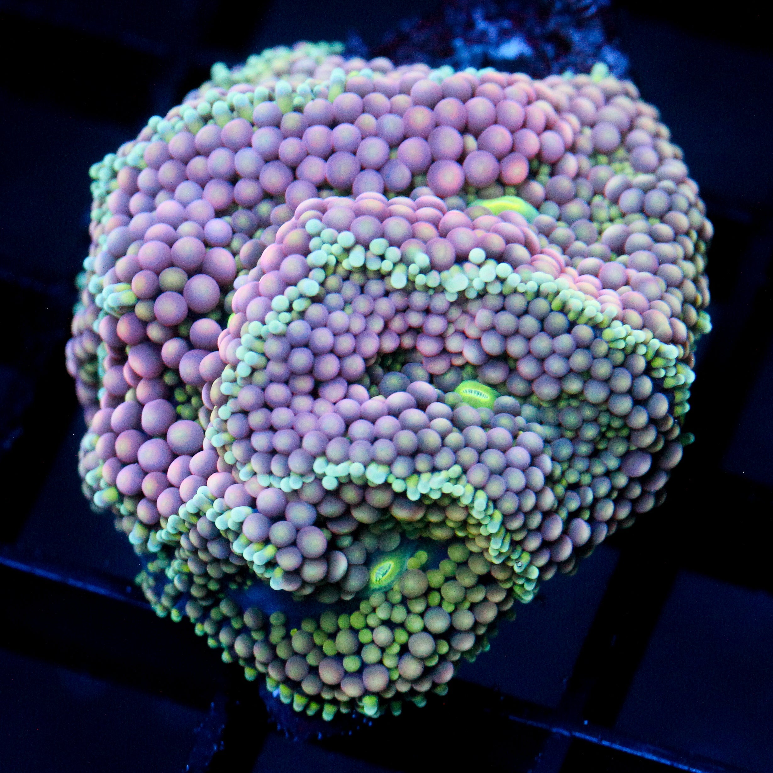 JC Lavender Lime Ricordea Mushroom Cluster